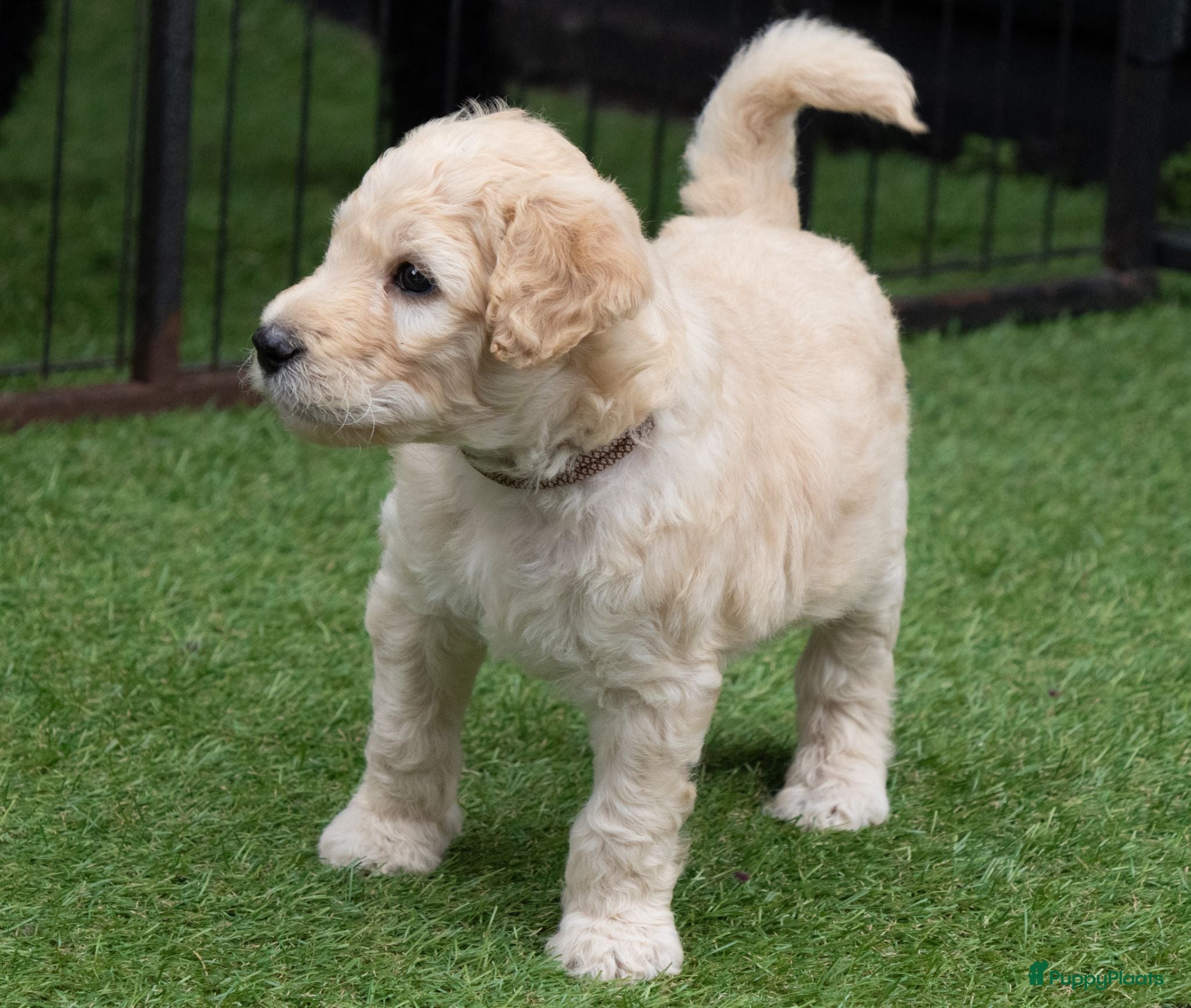 Labradoodle honden Medium Labradoodle pups | DNA-geteste ouderdieren - Advertentie 2