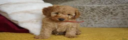 Maltipoo honden te koop: maltipoo pup beide ouders aanwezig en getest - Advertentie 2