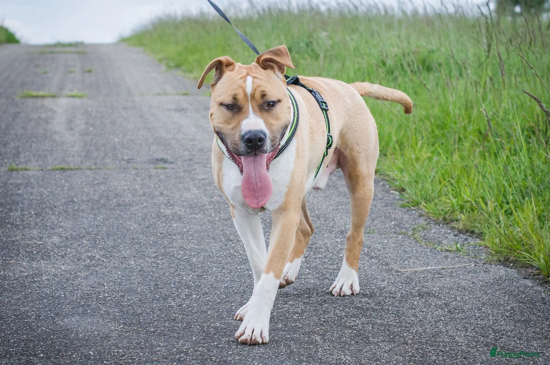 American Staffordshire Terriër honden te koop: Kay - 9 maanden American Staffordshire Terrier FCI - Advertentie 11