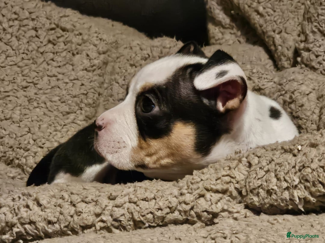 Amerikaanse Bully honden te koop: Pocket bullys met abkc stamboom  - Advertentie 5