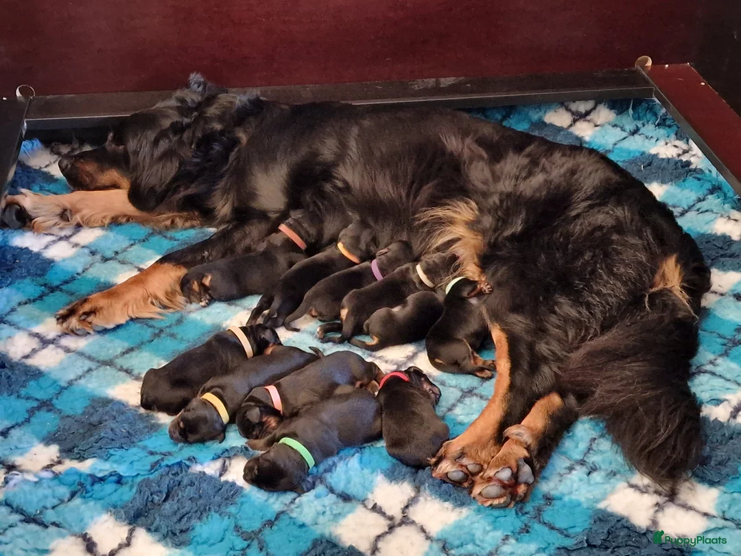 Galerij afbeelding {{count}}