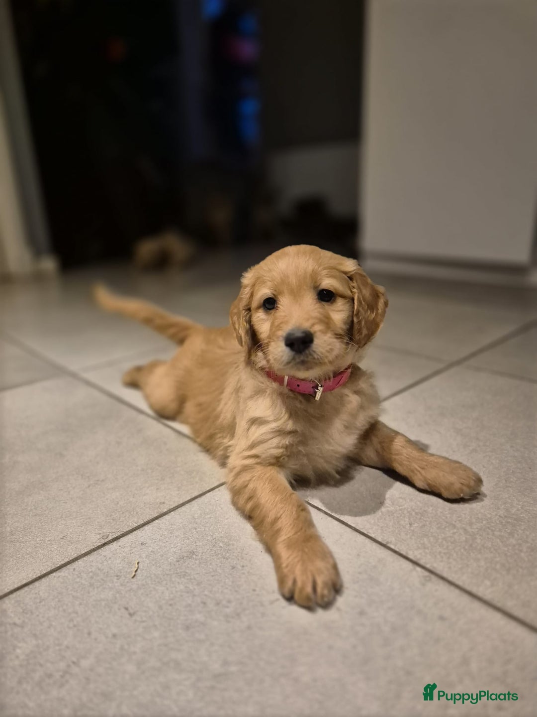 Goldendoodle honden te koop: Lieve Golden Doodle teefjes  - Advertentie 3