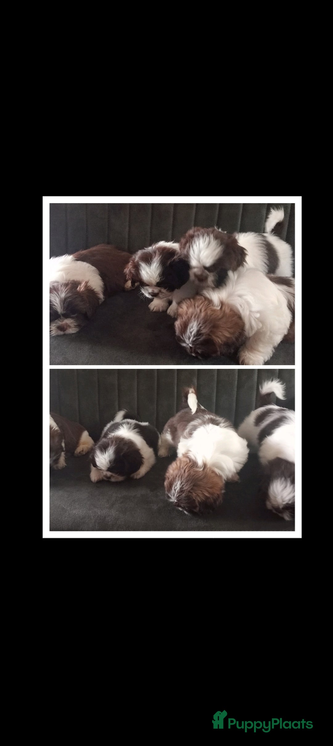 Shih Tzu honden te koop: Raszuivere Shih tzu pups nog 1 teefje en 1 reutje  - Afbeelding 16
