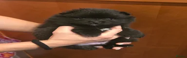 Pomeriaan 1