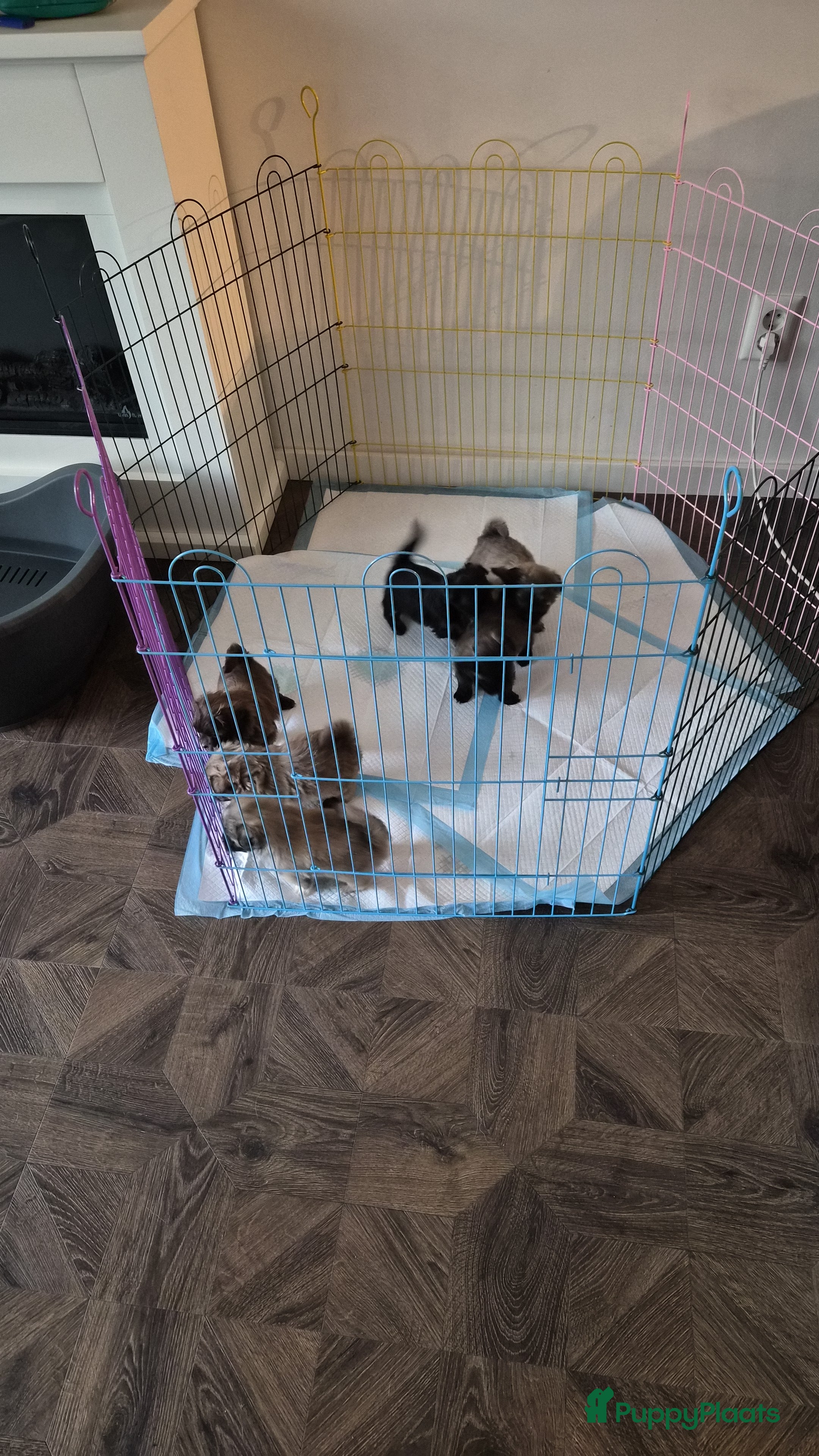 Kruising honden Lieve pups zoeken een liefdevol thuis - Advertentie 2