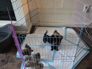 Kruising honden Lieve pups zoeken een liefdevol thuis - Advertentie 12