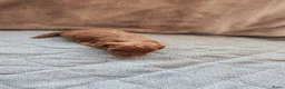Poedel Toy honden te koop: Poedel toy puppy's  - Advertentie 6