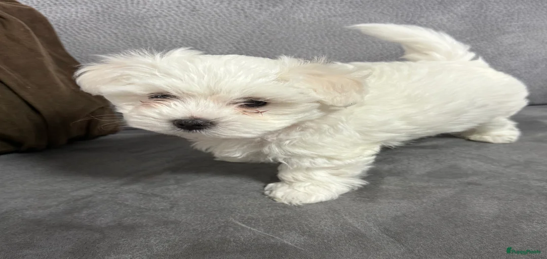 Galerij afbeelding {{count}}