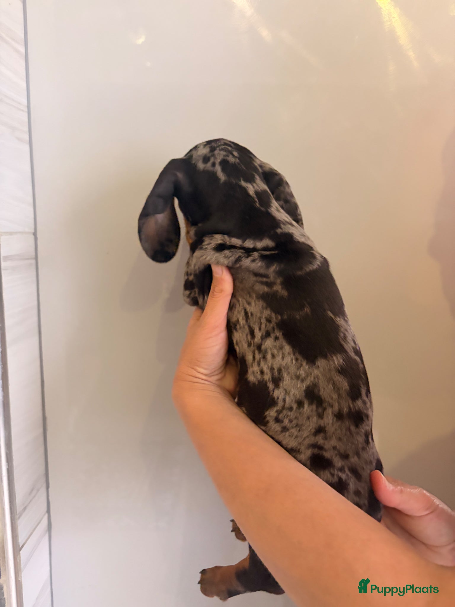 Teckel (korthaar)  honden te koop: Dwerg teckel pupjes. - Advertentie 8