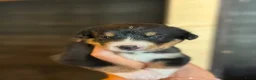 Berner Sennenhond honden te koop: Bernersennen pups  - Advertentie 8