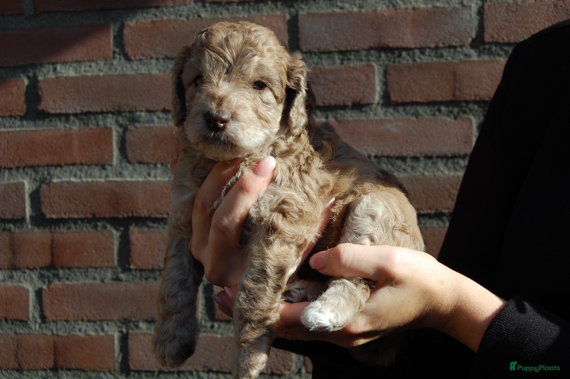 Labradoodle honden te koop: Prachtig mooie merle tan doodle’s  - Advertentie 1