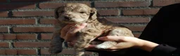 Labradoodle honden te koop: Prachtig mooie merle tan doodle’s  in Valkenswaard - Advertentie 1