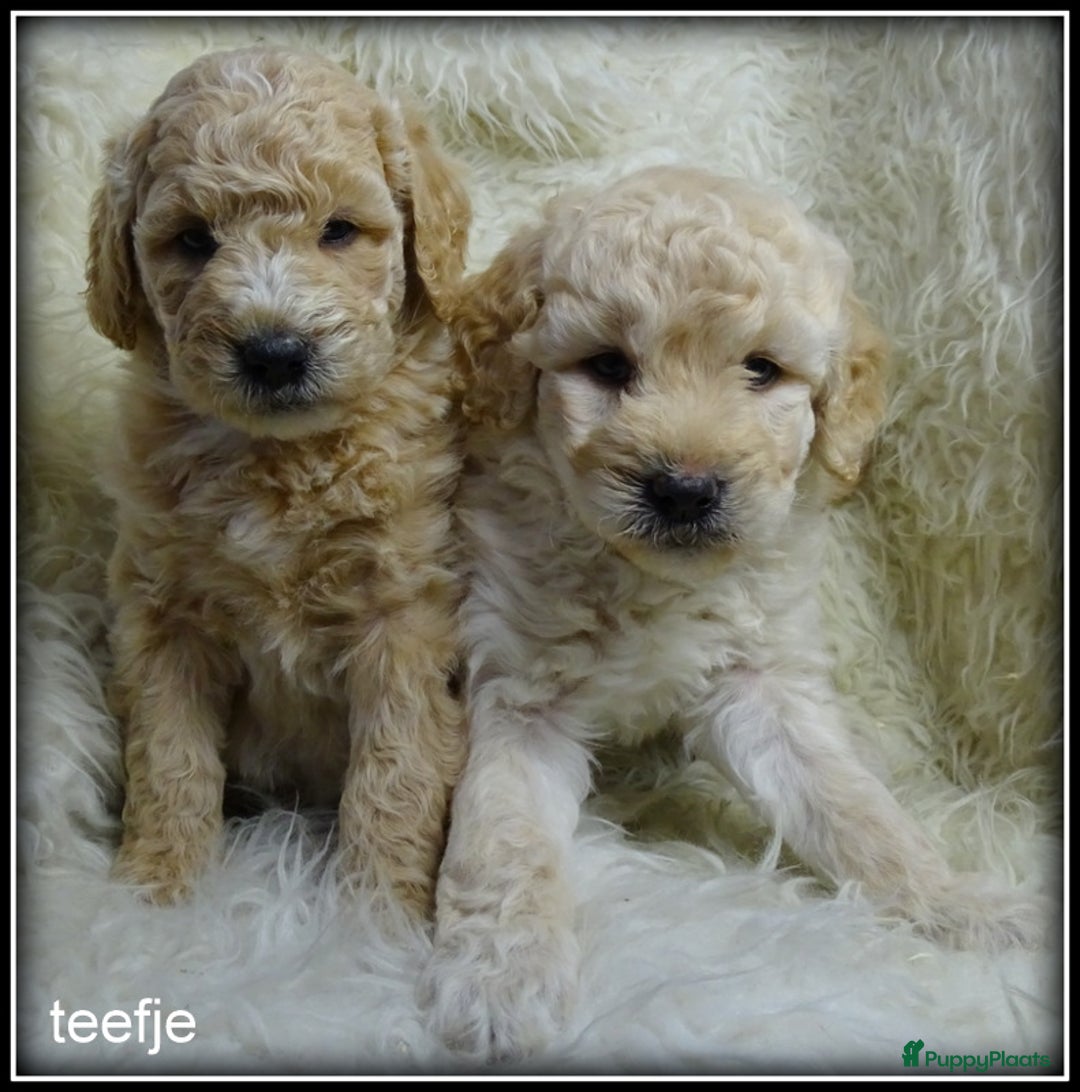 Labradoodle honden te koop: Labradoodle F4 medium pups - Advertentie 6