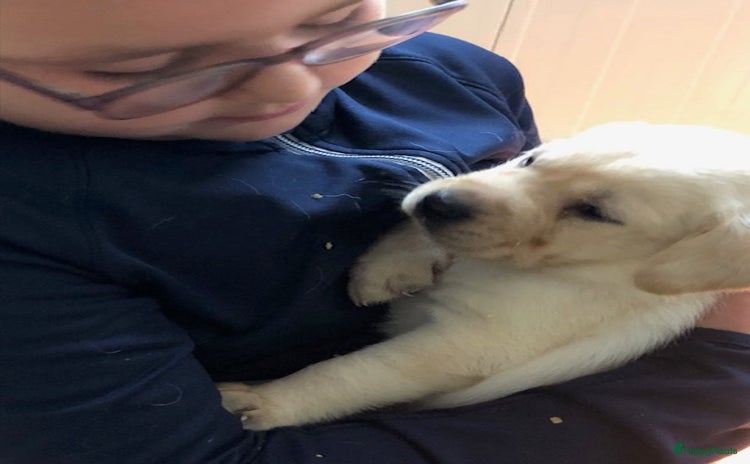 Labrador Retriever honden - Advertentie 3