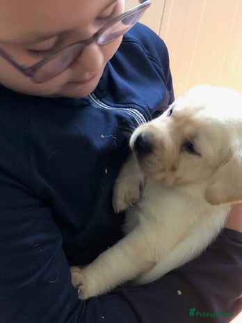 Labrador Retriever honden - Advertentie 5