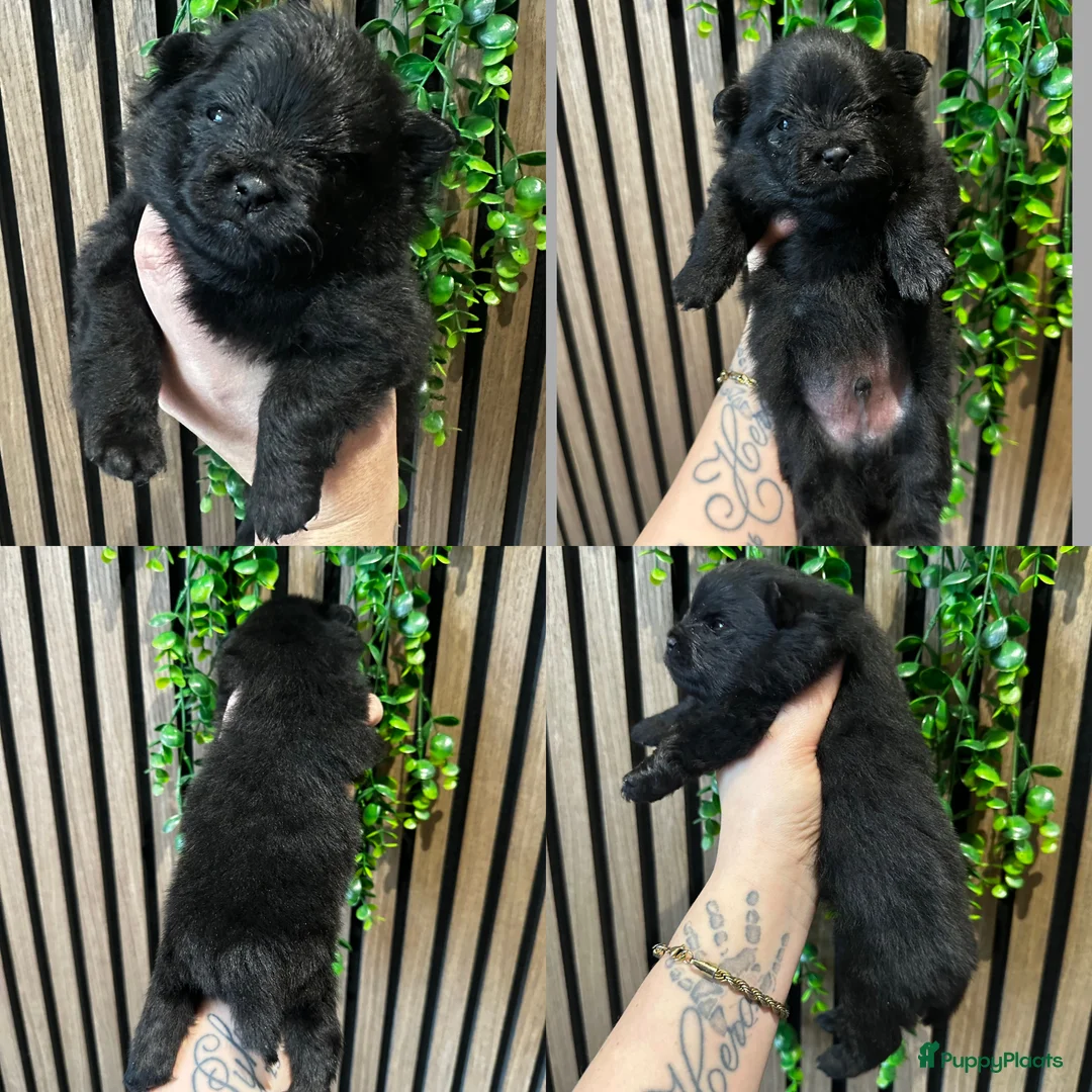 Pomeriaan honden te koop: Alle pups zijn gereserveerd ❤️ - Advertentie 20