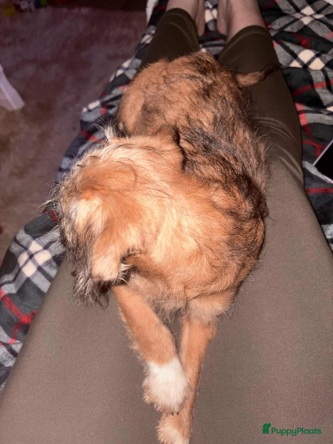 Kruising honden te koop: Laatste 2 knappe reutjes  - Advertentie 5