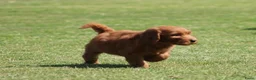 Goldendoodle honden te koop: Mooie Goldendoodle pups - Advertentie 4