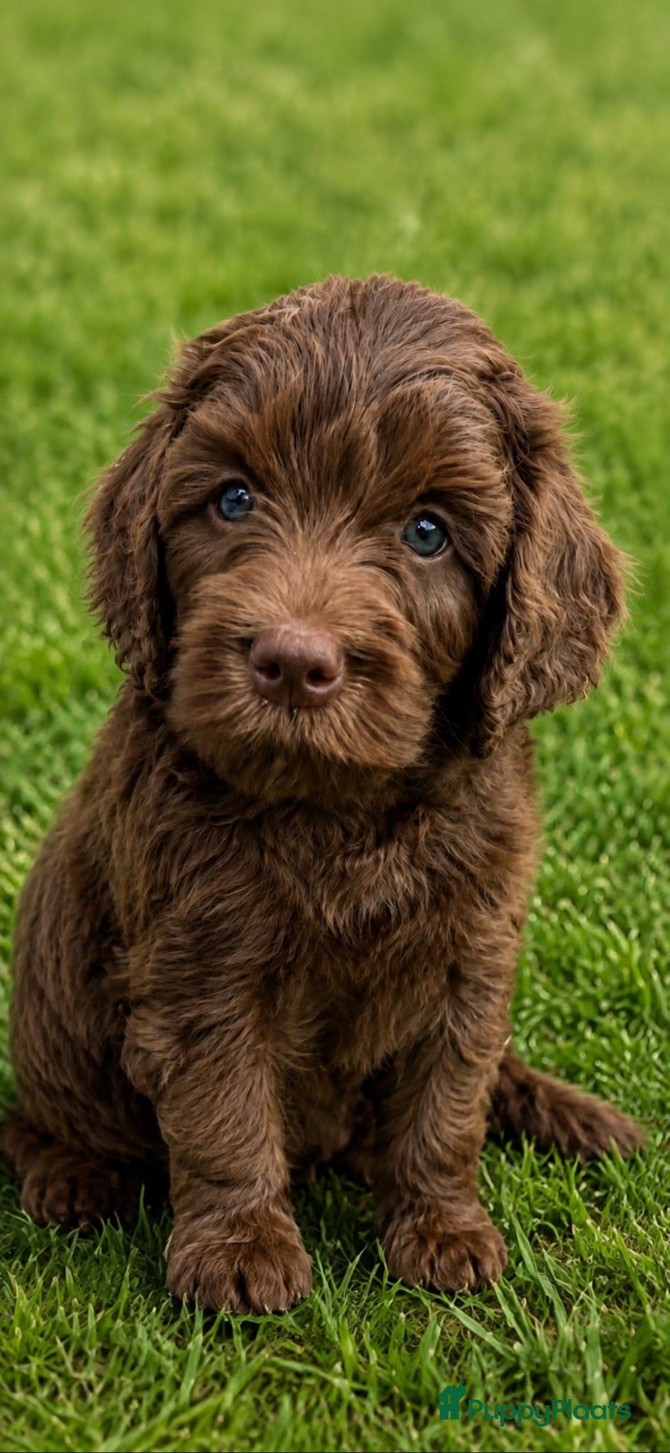 Labradoodle honden Goedgekeurde Medium choco doodles 75% Australian  - Advertentie 2