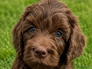 Labradoodle honden Goedgekeurde Medium choco doodles 75% Australian - Advertentie 2