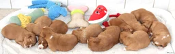 Nova Scotia Duck Tolling Retriever honden te koop: Prachtige nova scotia duck tolling retriever pups - Advertentie 4