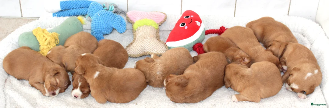Nova Scotia Duck Tolling Retriever honden te koop: Prachtige nova scotia duck tolling retriever pups - Advertentie 4