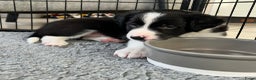 Border Collie honden te koop: Border Collie reutje zoekt liefdevol huisje - Advertentie 8