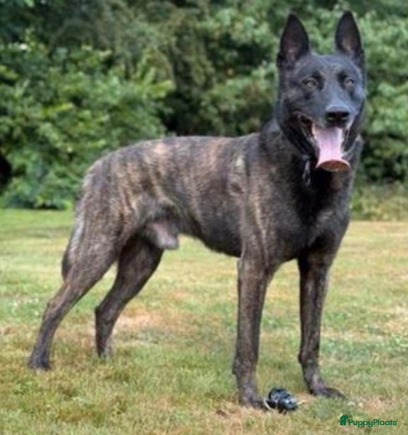 Kruising honden Mechelse x Hollandse herder - Advertentie 3