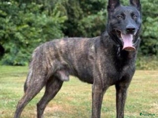 Kruising honden Mechelse x Hollandse herder - Advertentie 1