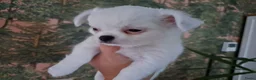 Chihuahua honden te koop: Mooi chihuahua reutje - Advertentie 2
