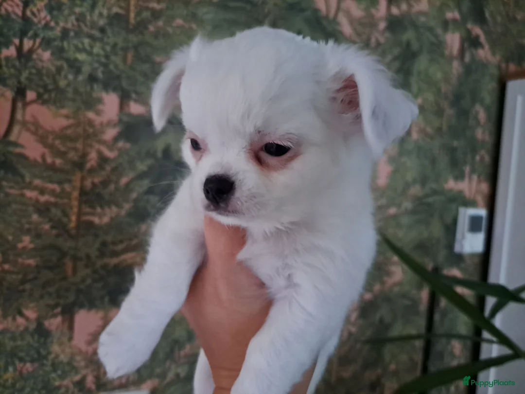 Chihuahua honden te koop: Mooi chihuahua reutje - Advertentie 2