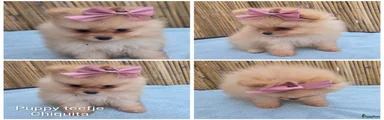 Chiquita