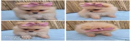 Pomeriaan honden te koop: Schattige Pommeriaan Puppy's  - Advertentie 15