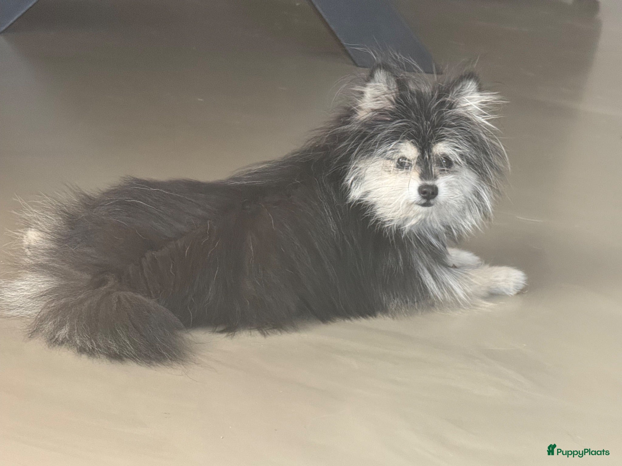 Pomeriaan honden Lief aanhankelijk meisje  - Advertentie 1
