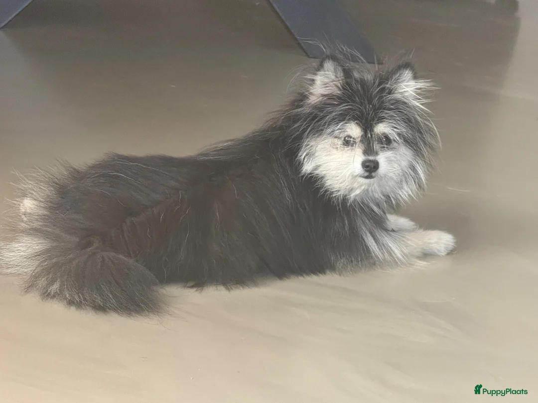 Pomeriaan honden te koop: Lief aanhankelijk meisje  - Advertentie 1