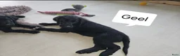 Labradoodle honden te koop: Laatste 2 labradoodles zoeken een eigen huisje - Advertentie 11