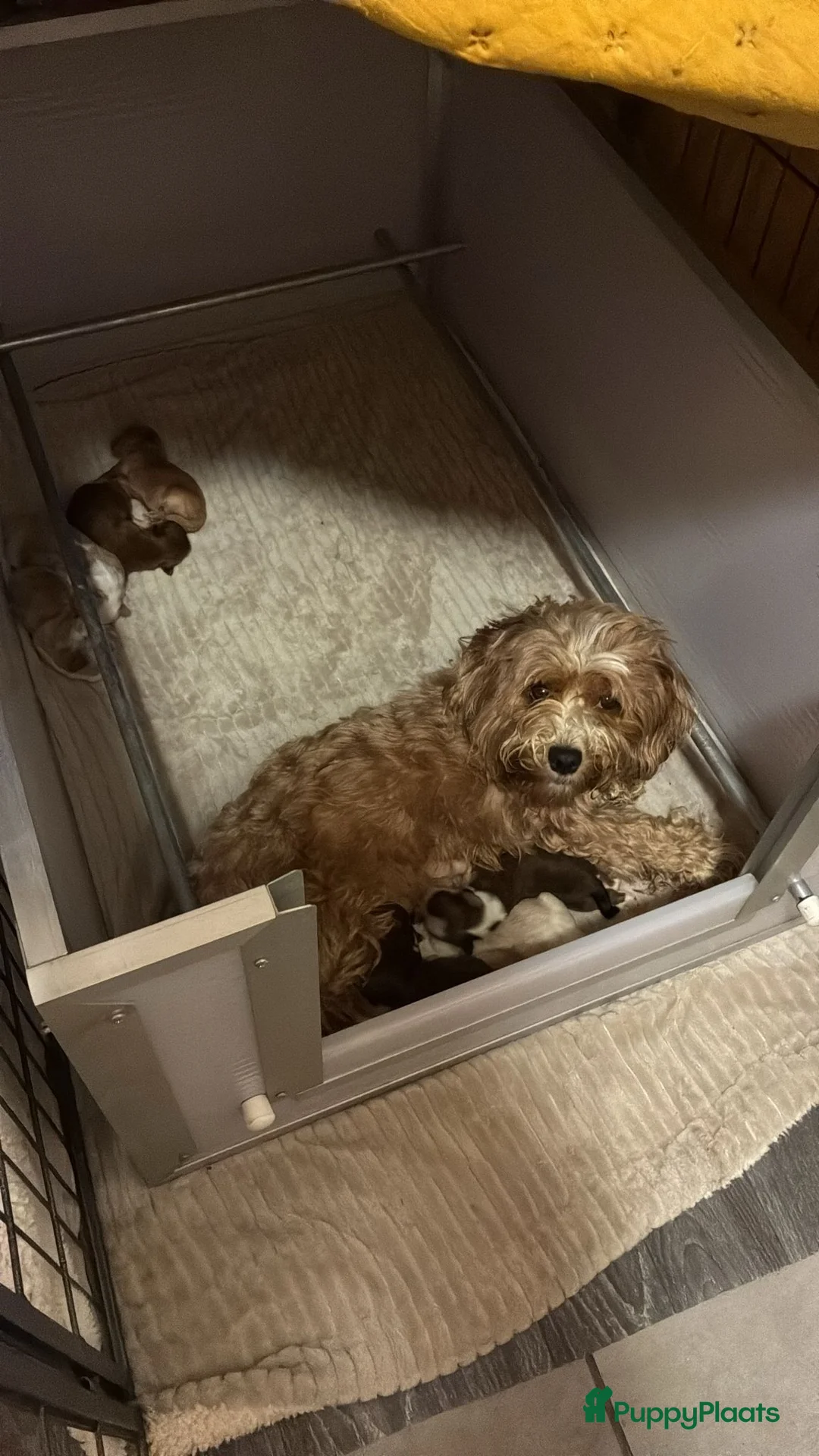 Havanezer honden te koop: Havanezer pups  - Advertentie 2