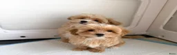 Maltipoo honden te koop: Mini maltipoo f1 , lief, speels en gezond - Advertentie 6
