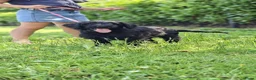 Kruising honden te koop: Labradoodle pups - Advertentie 4