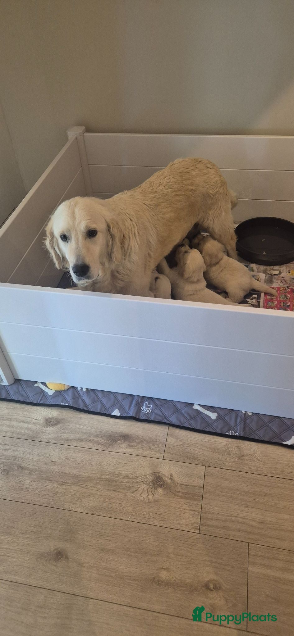 Golden Retriever honden Prachtige golden retriever pups - Advertentie 1