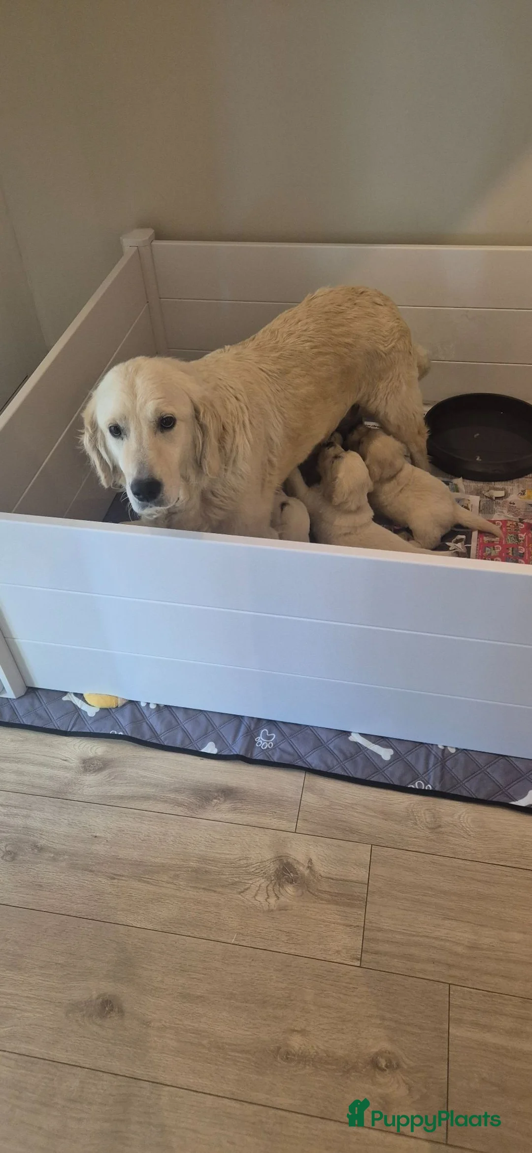 Golden Retriever honden te koop: Prachtige golden retriever pups - Advertentie 1