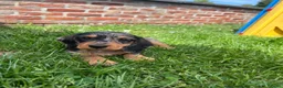 Kruising honden te koop: Dwerg teckel pupjes  - Advertentie 9