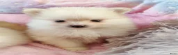 Pomeriaan honden te koop: Nog twee prachtige creme pomeranian puppys!❤️ - Advertentie 12