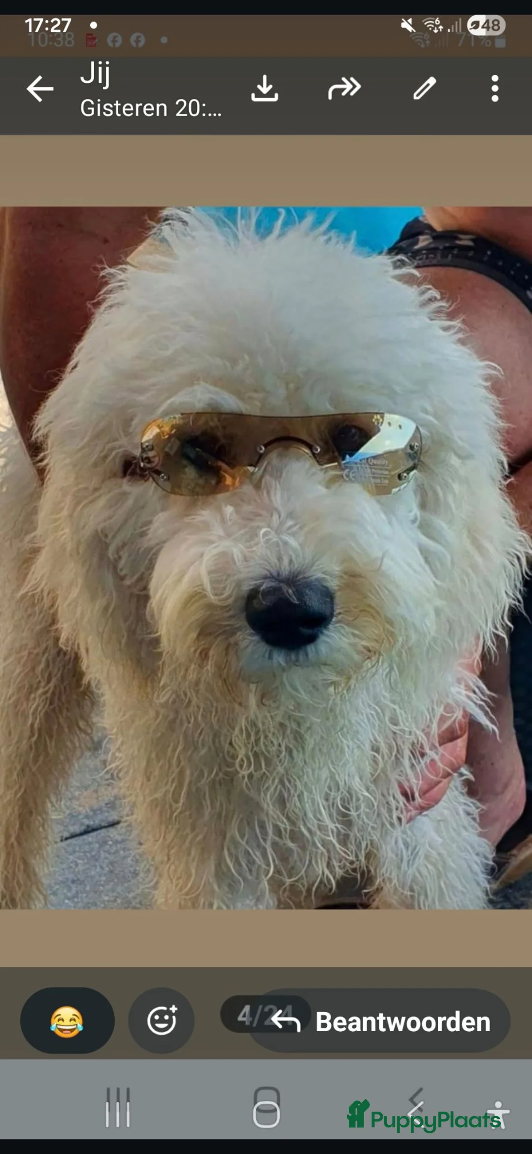Goldendoodle honden te koop: Goldendoodle pups medium - Advertentie 2