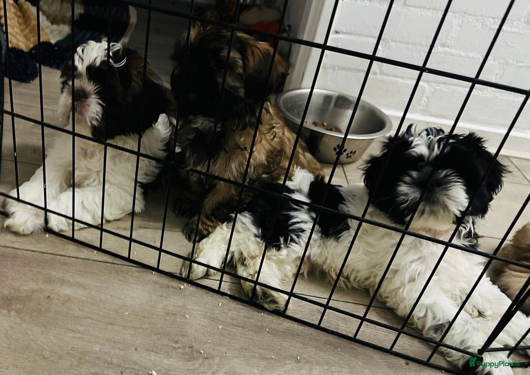 Shih Tzu honden te koop: Shit-zu pups prachtig behaard - Advertentie 3