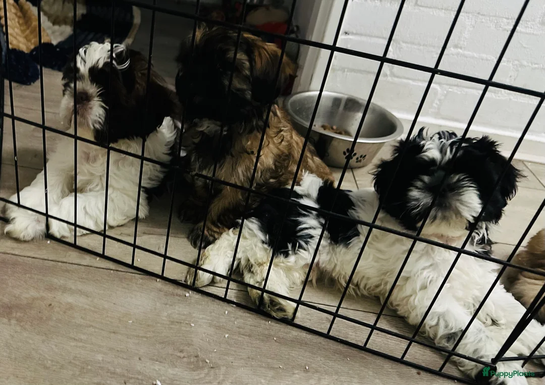 Shih Tzu honden te koop: Shit-zu pups prachtig behaard - Advertentie 2