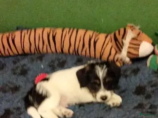 Jack Russel Terriër honden Jack Russell pups met stamboom - Advertentie 2