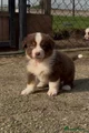 Australian Shepherd Puppy 5