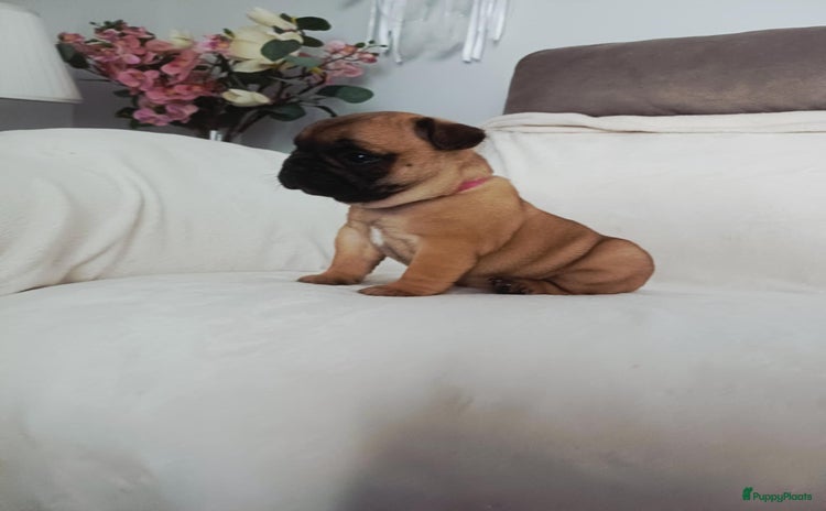 Franse Bulldog honden - Advertentie 2
