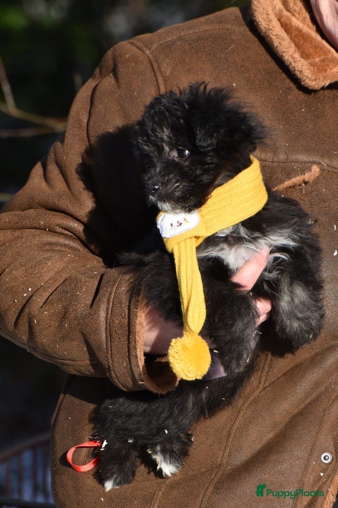 Kruising honden Zeer lieve pluizenbolletjes met krul 🤗 PomxPoedel - Advertentie 1